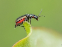 Māņmīkstspārnis Malachius bipustulatus