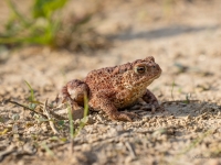 Parastais krupis (Bufo bufo)