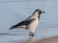 Pelēkā vārna (Corvus cornix)