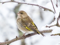 Zaļžubīte (Chloris chloris)