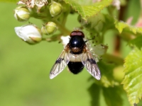 Ziedmuša Volucella pellucens