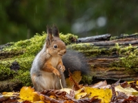 Vāvere (Sciurus vulgaris)