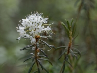 Purva vaivariņš (Rhododendron tomentosum)