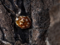 Astoņpadsmitplankumu mārīte ( Myrrha octodecimguttata)