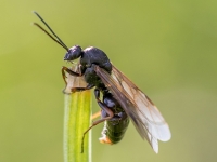Mežskudra Formica sp. (mātīte)