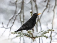 Melnais mežastrazds (Turdus merula)
