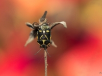 Vairogblakts Eurydema oleracea