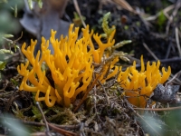 Lipīgā zaraine (Calocera viscosa)
