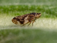 Alkšņu putucikāde (Aphrophora alni)