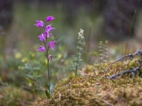 Sarkanā cefalantēra (Cephalanthera rubra) Īpaši aizsargājama suga!  LV Sarkanajā grāmatā 1. kat.