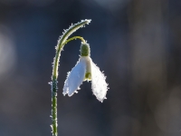 Baltā sniegpulkstenīte  GALANTHUS NIVALIS