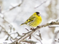 Ķivulis (Spinus spinus)