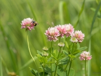 Bastarda āboliņš (Trifolium hybridum)