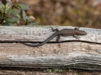Pļavas ķirzaka (Zootoca vivipara)