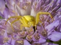 Krabjzirneklis (Misumena vatia)