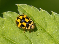 Rakstainā mārīte (Propylea quatuordecimpunctata) 