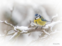 Zilzīlīte (Cyanistes caeruleus)