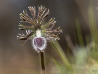 Pļavas silpurene (Pulsatilla pratensis). Īpaši aizsargājama suga.