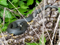 Parastais zalktis (Natrix natrix) 