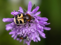 Kameņvabole (Trichius fasciatus)