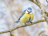 Zilzīlīte (Cyanistes caeruleus)