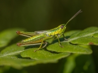 Sisenis