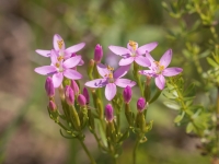 Čemuru augstiņš (Centaurium erythraea)