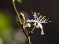 Ērkšķu plūme (Prunus spinosa)