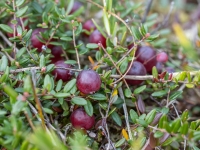 Lielā dzērvene (Vaccinium oxycoccos) 