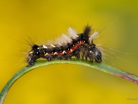 Skābeņu pelēkpūcīte (Acronicta rumicis)
