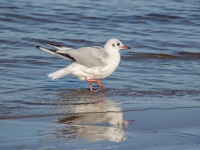 Lielais ķīris (Chroicocephalus ridibundus) 