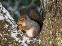 Vāvere (Sciurus vulgaris)