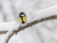 Lielā zīlīte (Parus major)