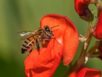 Medus bite (Apis mellifera)
