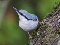 Dzilnītis (Sitta europaea)