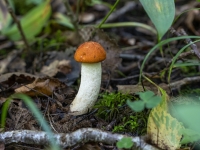 Baltkāta apšubeka (Leccinum albostipitatum)
