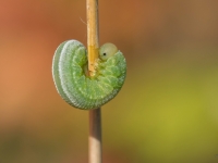 Zāģlapsenes (Tenthredinidae sp.) kāpurs