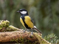 Lielā zīlīte (Parus major)