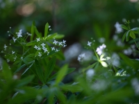 Smaržīgā madara (Galium odoratum)