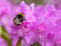 Lielā zemes kamene (Bombus terrestris)