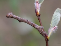 Lielais koksprīžmetis (Hypomecis roboraria)