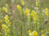 Lielais zvagulis (Rhinanthus serotinus)