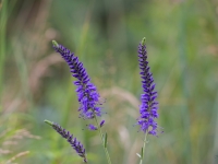 Vārpu veronika VERONICA SPICATA