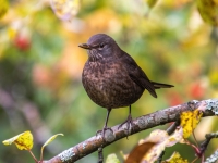 Melnais meža strazds (Turdus merula)