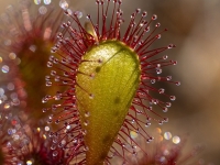 Ieapaļā rasene ( Drosera ×obovata)
