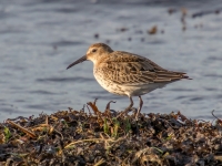 Parastais šņibītis (Calidris alpina)