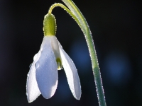 Baltā sniegpulkstenīte (Galanthus nivalis)
