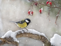 Lielā zīlīte (Parus major)