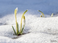 Baltās sniegpulkstenītes (Galanthus nivalis)