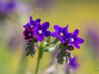 Ārstniecības vēršmēle  (Anchusa officinalis) 